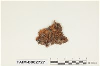 藏品(珠苔科)的圖片